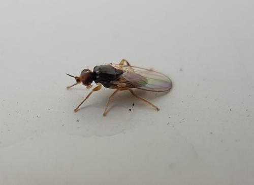 Elachiptera sp.